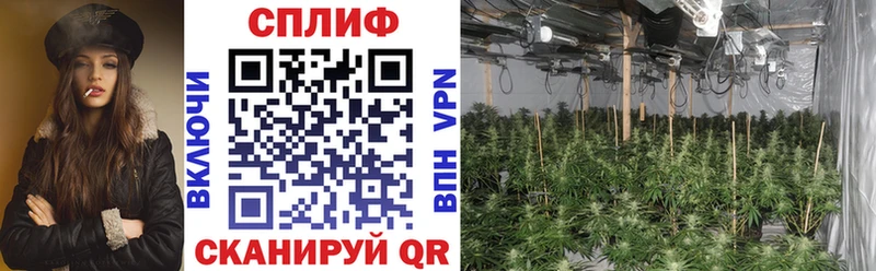 Каннабис планчик  Купить закладки  Гремячинск 